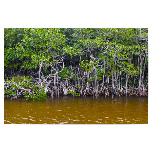 Poster 30x20 cm "Mangrovenwald in den Tropen" artboxONE - Natur,Reise,Reise / Strand und Meer,Reise / Asien,Reise / Länder