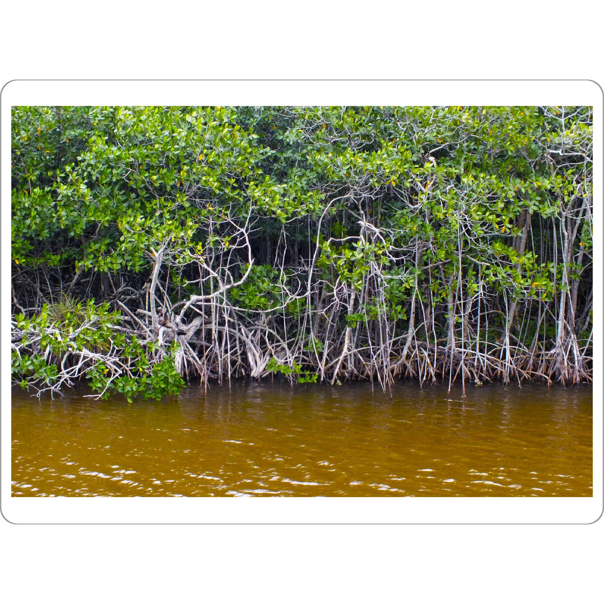 Tischset "Mangrovenwald in den Tropen" artboxONE - Natur,Reise,Reise / Strand und Meer,Reise / Asien,Reise / Länder