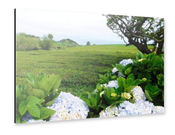 Alu-Dibond "Teeplantage Sao Miguel" 30x20 cm artboxONE