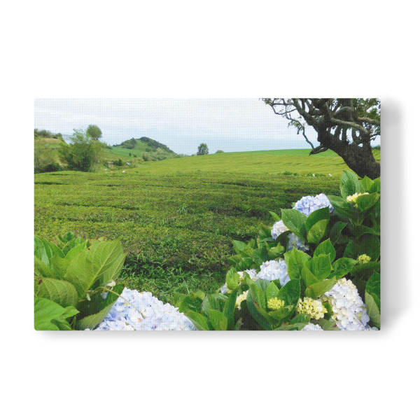 Leinwandbild "Teeplantage Sao Miguel" artboxONE - Natur,Reise / Strand und Meer,Reise / Länder