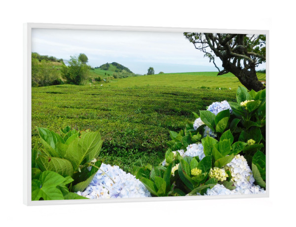 Poster mit weißem Rahmen "Teeplantage Sao Miguel" artboxONE - Natur,Reise / Strand und Meer,Reise / Länder