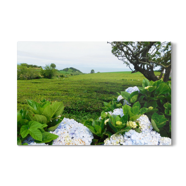 Galerie-Print "Teeplantage Sao Miguel" 30x20 cm artboxONE