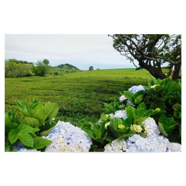 Poster "Teeplantage Sao Miguel" artboxONE - Natur,Reise / Strand und Meer,Reise / Länder