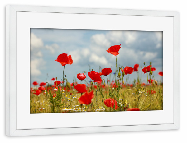 Poster mit Rahmen weiß "Mohnblumen und Kamille" artboxONE - Natur,Reise,Floral