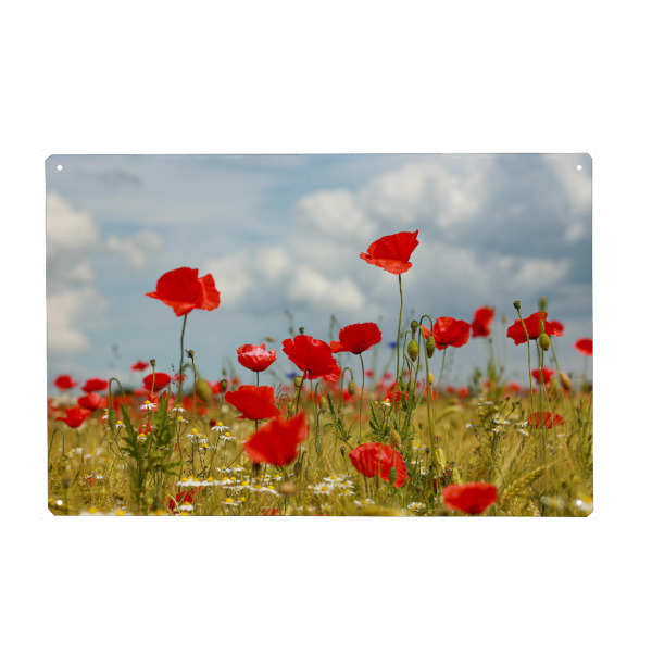 Metall Poster "Mohnblumen und Kamille" artboxONE - Natur,Reise,Floral