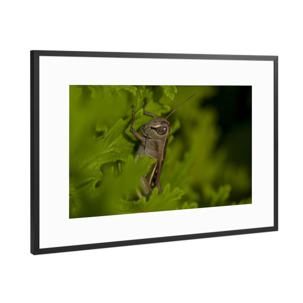 Poster mit Rahmen Schwarz (Metallic) "Im Grünen" artboxONE - Natur,Reise,Tiere - Grün,Heuschrecke,Blätter,Versteckt,Macro