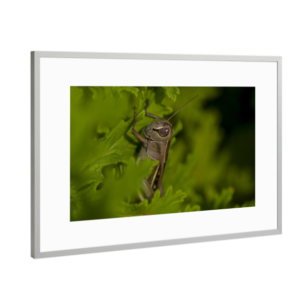 Poster mit Rahmen Silber "Im Grünen" artboxONE - Natur,Reise,Tiere - Grün,Heuschrecke,Blätter,Versteckt,Macro