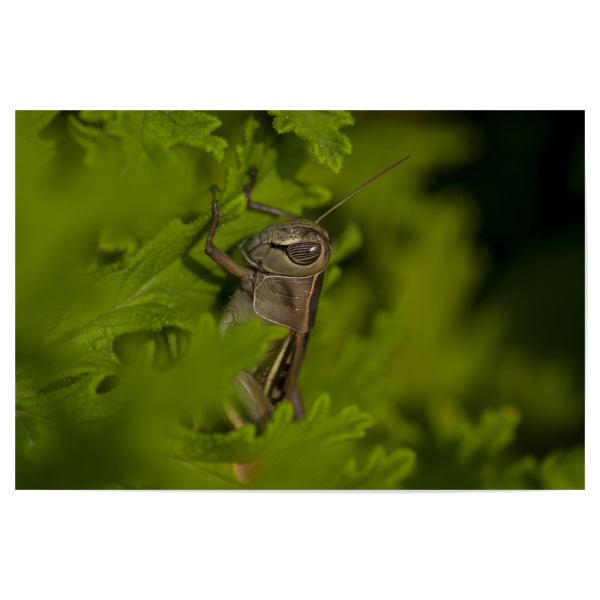 Poster "Im Grünen" artboxONE - Natur,Reise,Tiere - Grün,Heuschrecke,Blätter,Versteckt,Macro