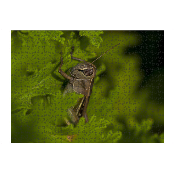 artboxONE Puzzle "Im Grünen" artboxONE - Natur,Reise,Tiere - Grün,Heuschrecke,Blätter,Versteckt,Macro - Bild grün