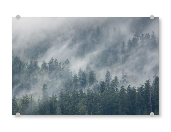Acrylglasbild "Quinault-Regenwald" artboxONE - Natur,Reise,Reise / Länder