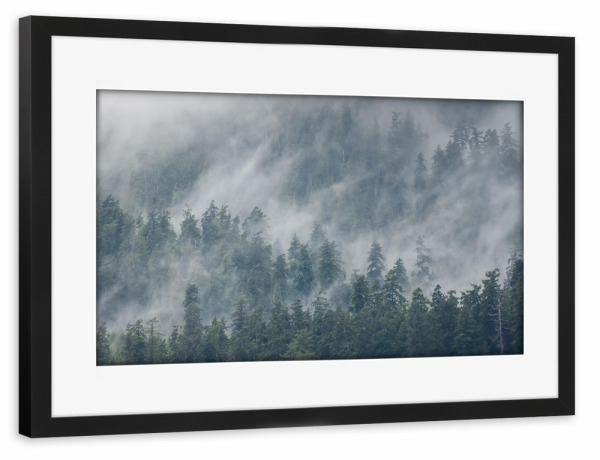 Poster mit Rahmen schwarz "Quinault-Regenwald" artboxONE - Natur,Reise,Reise / Länder