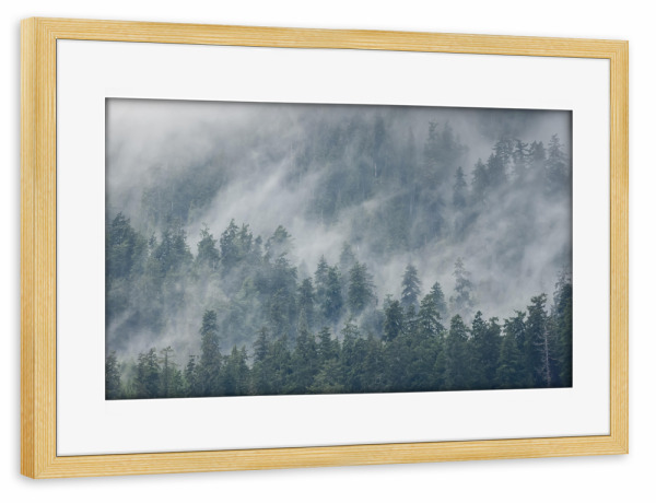 Poster mit Rahmen kiefer "Quinault-Regenwald" artboxONE - Natur,Reise,Reise / Länder