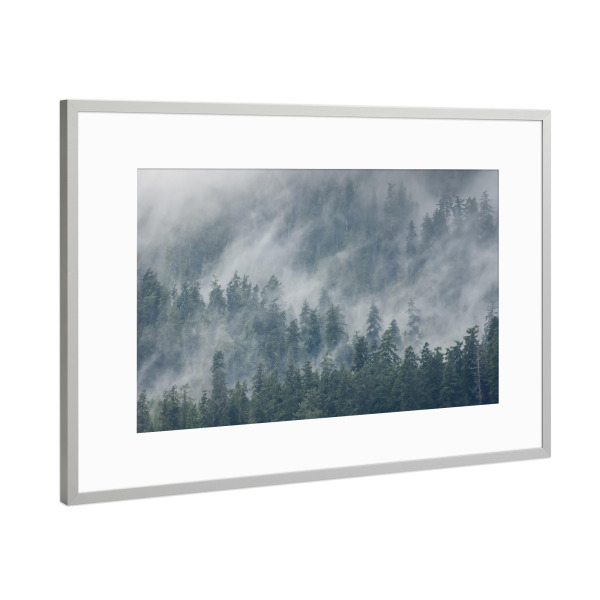 Poster mit Rahmen Silber "Quinault-Regenwald" artboxONE - Natur,Reise,Reise / Länder
