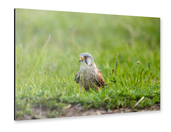 Alu-Dibond "Turmfalke auf einer Wiese" 30x20 cm artboxONE