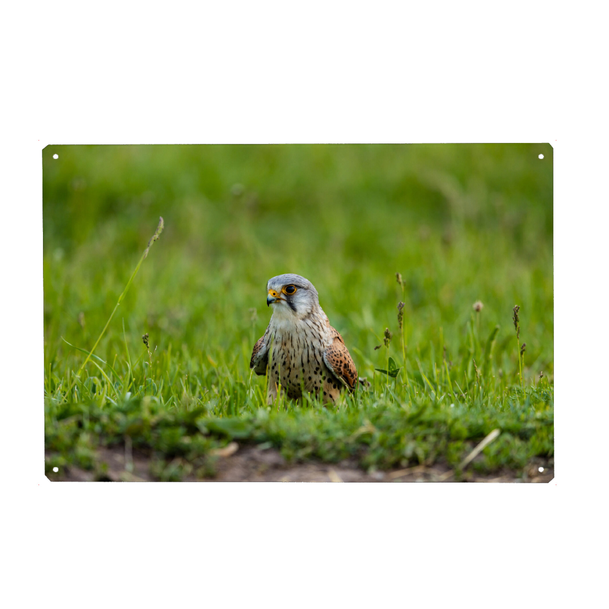 Holzbild "Turmfalke auf einer Wiese" artboxONE - Tiere - Falke,Turmfalke,Vogel,Wildlife,Falco tinnunculus