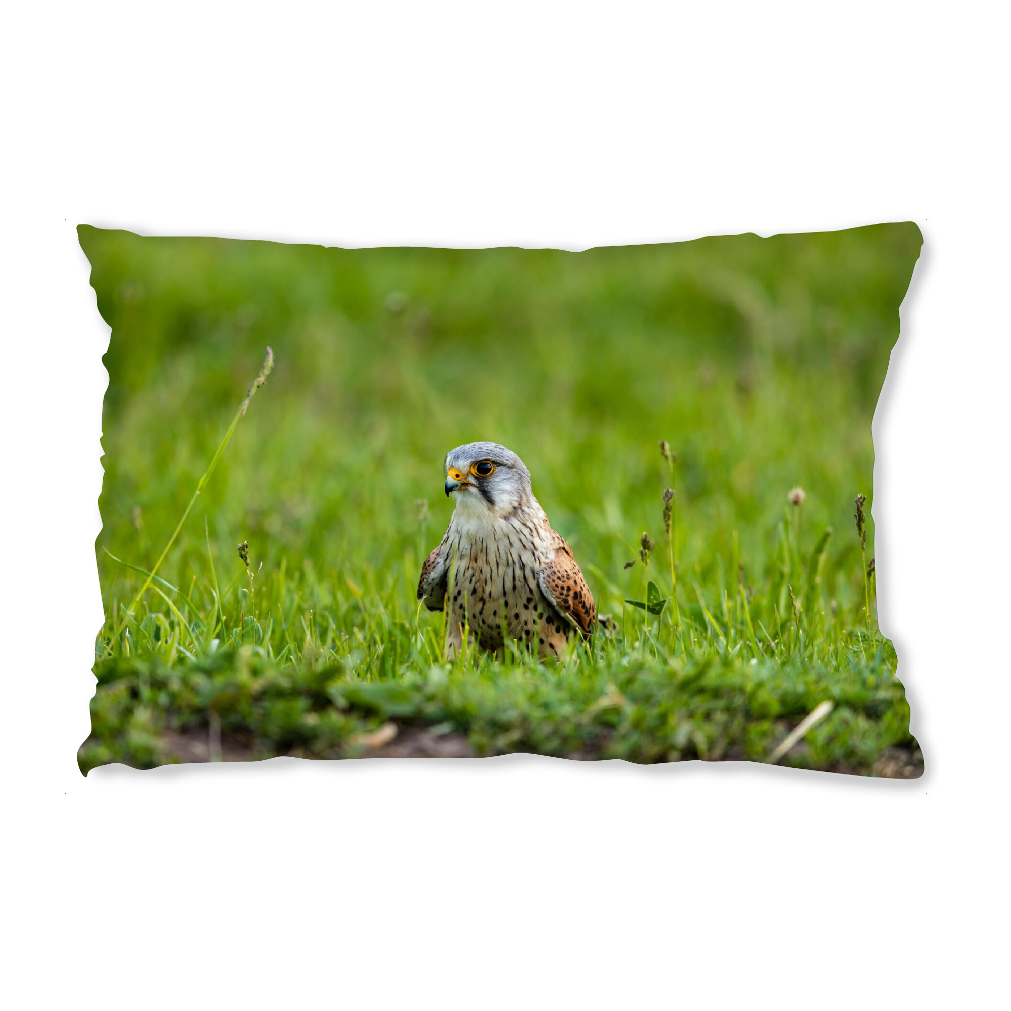 Design-Kissen "Turmfalke auf einer Wiese" artboxONE - Tiere - Falke,Turmfalke,Vogel,Wildlife,Falco tinnunculus - Bild falke