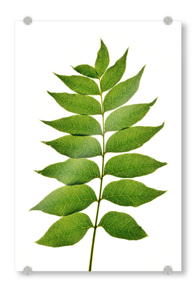 Acrylglasbild "Pistacia chinensis" artboxONE - Natur,Floral