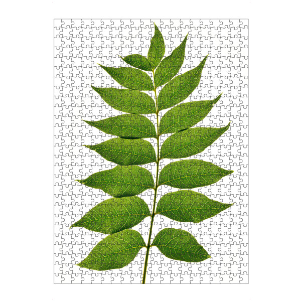 artboxONE Puzzle "Pistacia chinensis" artboxONE - Natur,Floral