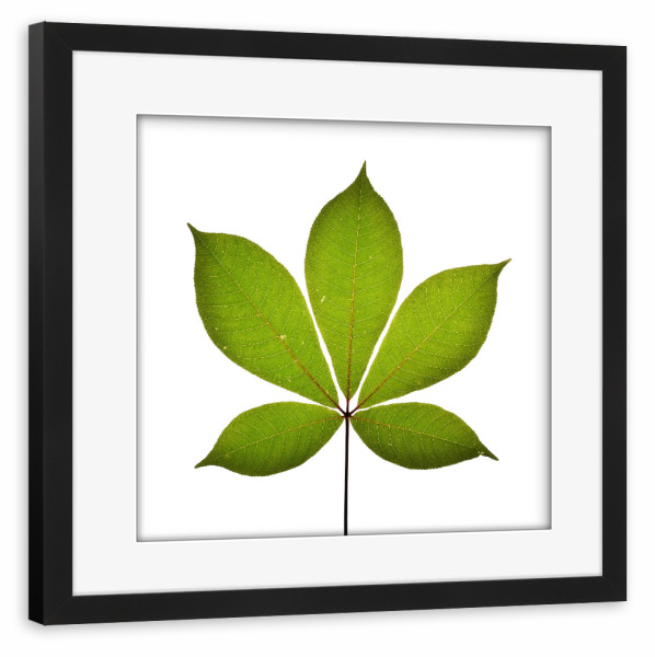 Poster mit Rahmen schwarz "Aesculus parviflora" artboxONE - Natur,Floral