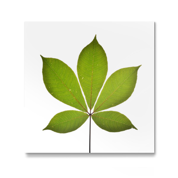Galerie-Print "Aesculus parviflora" 30x30 cm artboxONE