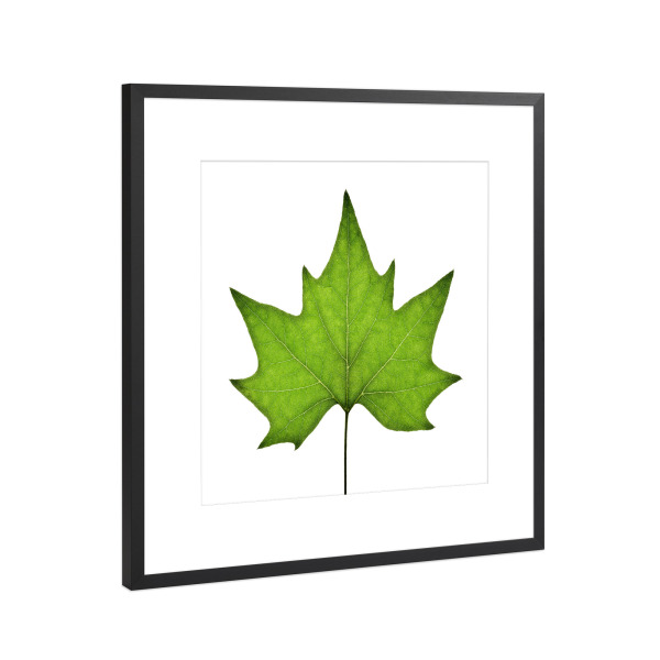 Poster mit Rahmen Schwarz (Metallic) "Platanus acerifolia" artboxONE - Natur,Floral