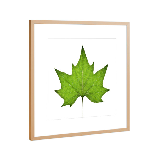 Poster mit Rahmen Kupfer "Platanus acerifolia" artboxONE - Natur,Floral