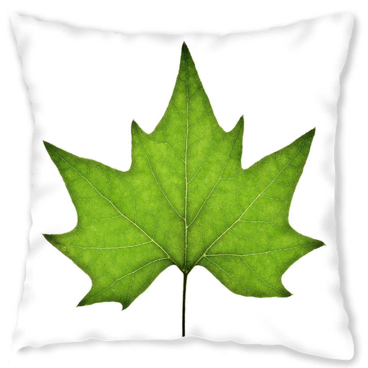 Design-Kissen "Platanus acerifolia" artboxONE - Natur,Floral