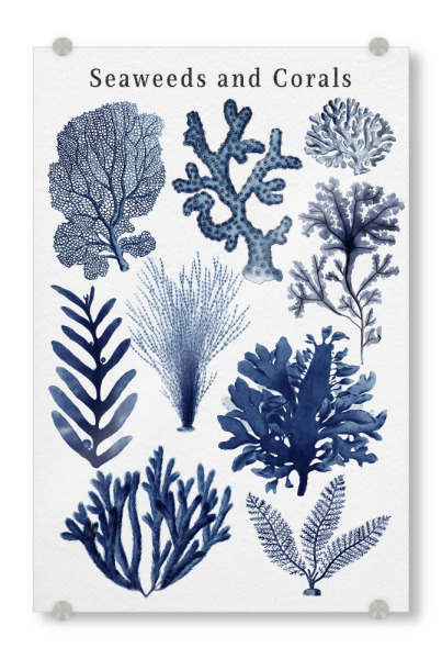 Acrylglasbild "Algen und Korallen-Sammlung Blau" artboxONE - Natur,Floral,Für Kinder,Reise / Strand und Meer,Für Mama