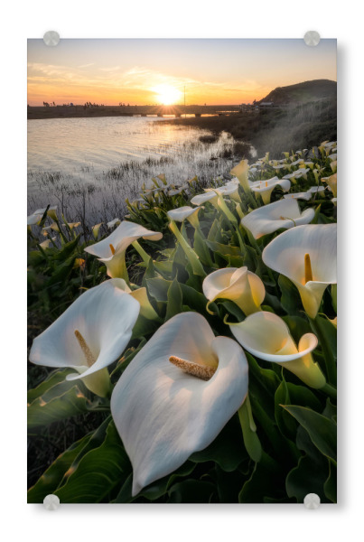 Acrylglasbild "Callas am Rodeo Beach" artboxONE - Natur,Reise,Reise / Strand und Meer,Reise / Länder,Für Mama
