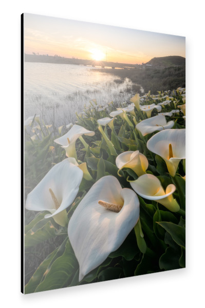 Alu-Dibond "Callas am Rodeo Beach" 30x20 cm artboxONE