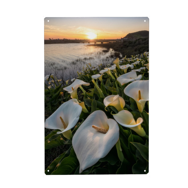 Holzbild "Callas am Rodeo Beach" artboxONE - Natur,Reise,Reise / Strand und Meer,Reise / Länder,Für Mama