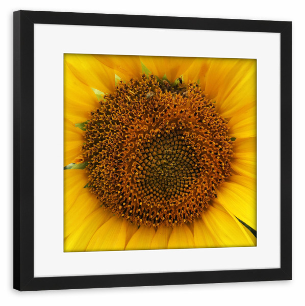 Poster mit Rahmen schwarz "Sonnenblume Close-Up" artboxONE - Natur,Floral