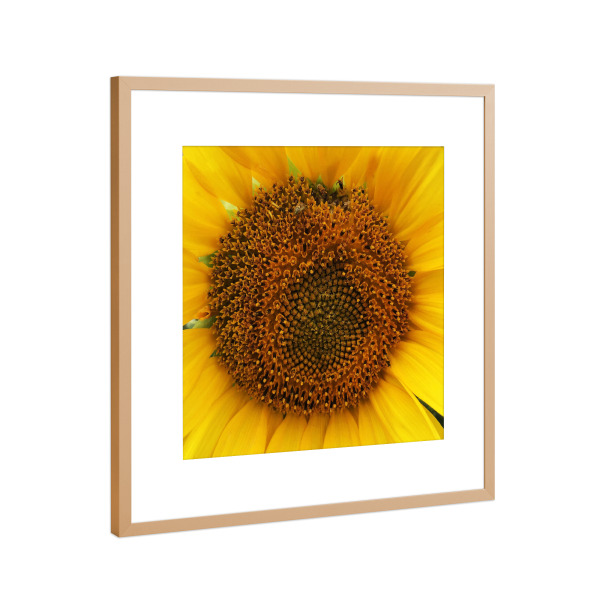 Poster mit Rahmen Kupfer "Sonnenblume Close-Up" artboxONE - Natur,Floral