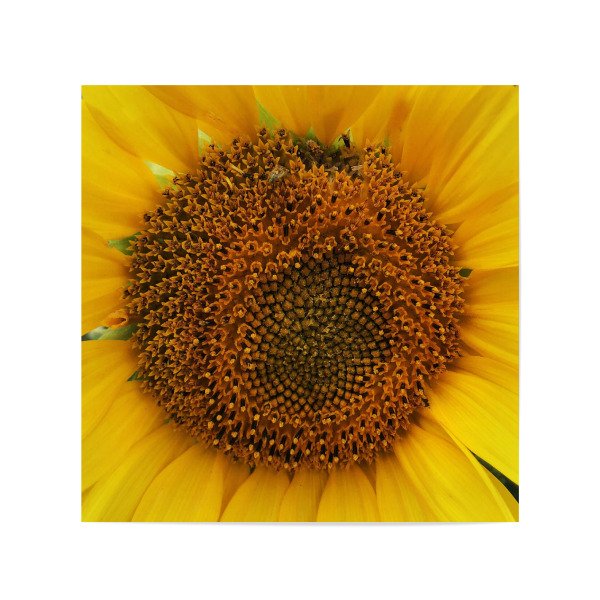 Poster 20x20 cm "Sonnenblume Close-Up" artboxONE - Natur,Floral