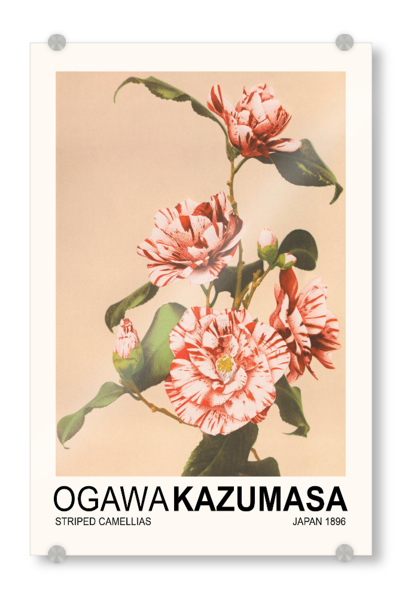 Acrylglasbild "Gestreifte Kamelien - Kazumasa" artboxONE - Floral - Japan,Japanisch,Asiatisch,Japandi,Scandi,Beliebt,Bestseller,Blume,Blumen,Blumen