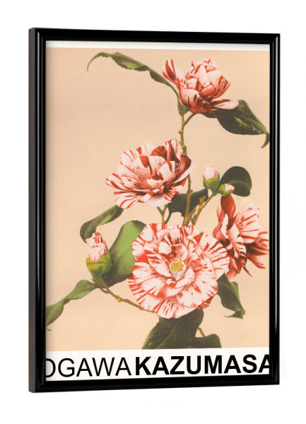Poster mit schwarzem Rahmen "Gestreifte Kamelien - Kazumasa" artboxONE - Floral