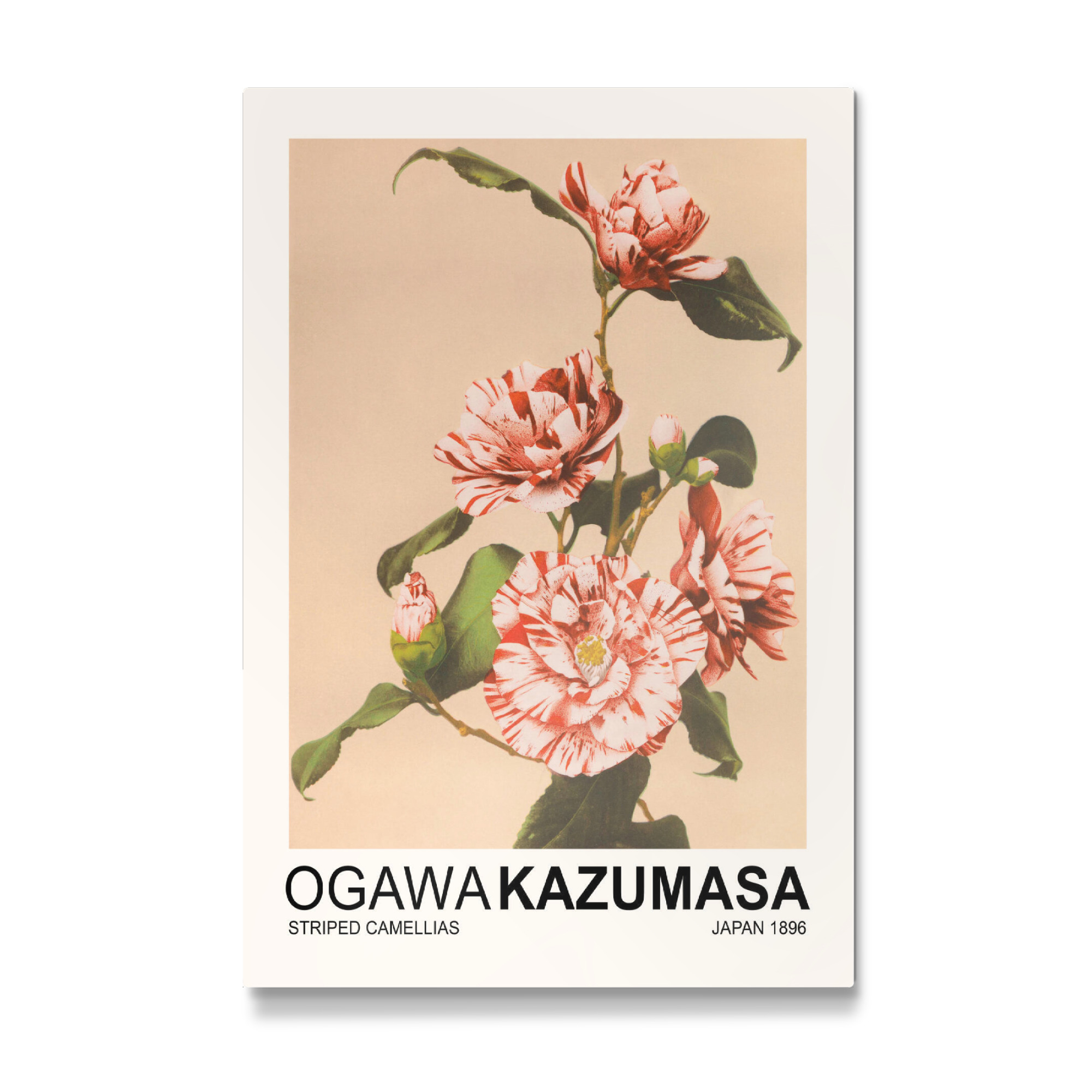 Galerie-Print "Gestreifte Kamelien - Kazumasa" 30x20 cm artboxONE