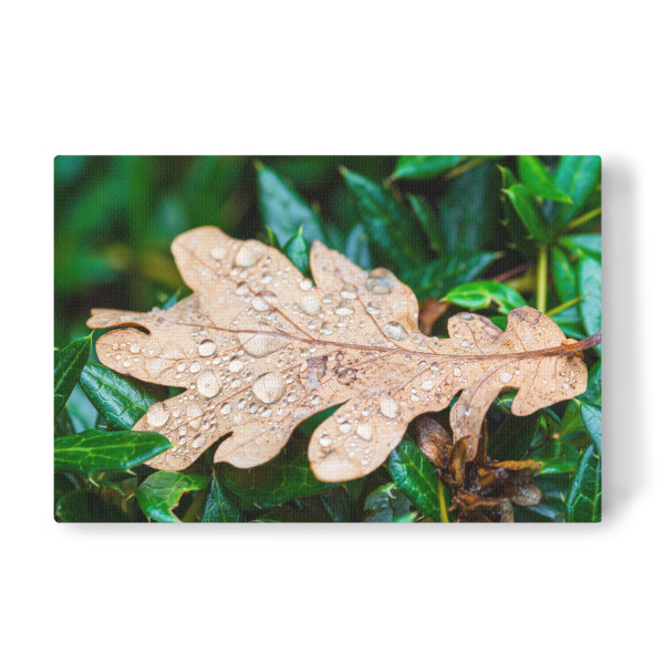 Leinwandbild "Blatt mit Regentropfen" artboxONE - Natur