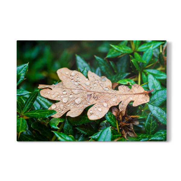 Galerie-Print "Blatt mit Regentropfen" 30x20 cm artboxONE