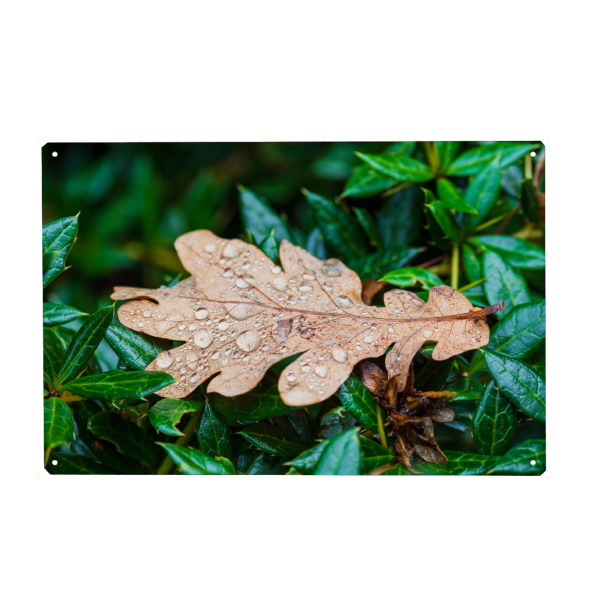 Holzbild "Blatt mit Regentropfen" artboxONE - Natur