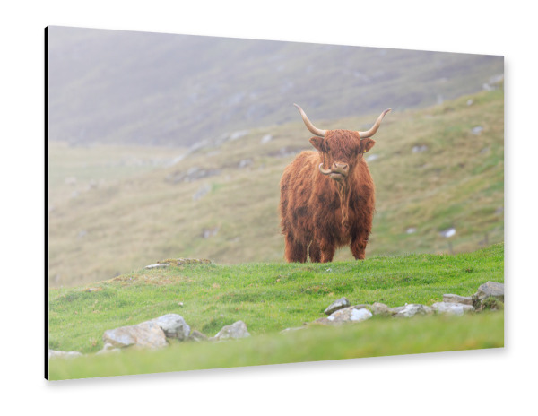 Alu-Dibond "Hochlandrind auf Unst" 30x20 cm artboxONE