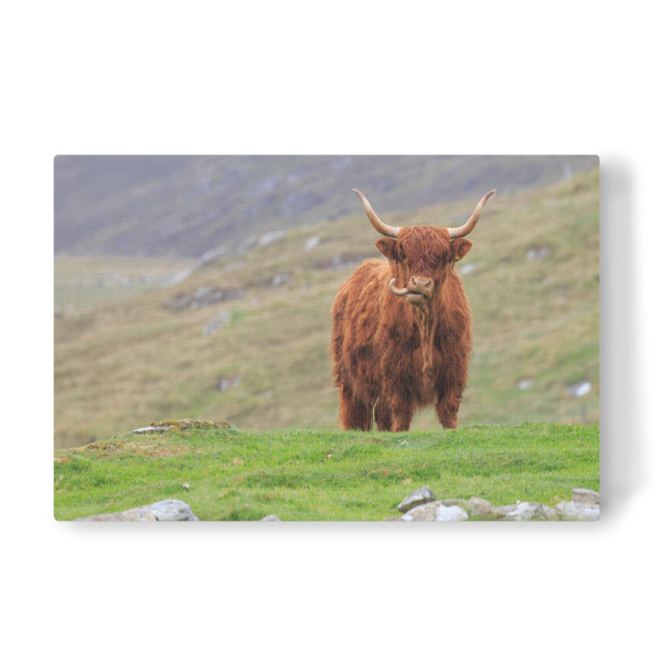 Leinwandbild "Hochlandrind auf Unst" artboxONE - Natur,Tiere - Hochlandrind,Kuh,Schottland,Highland cattle,Natur