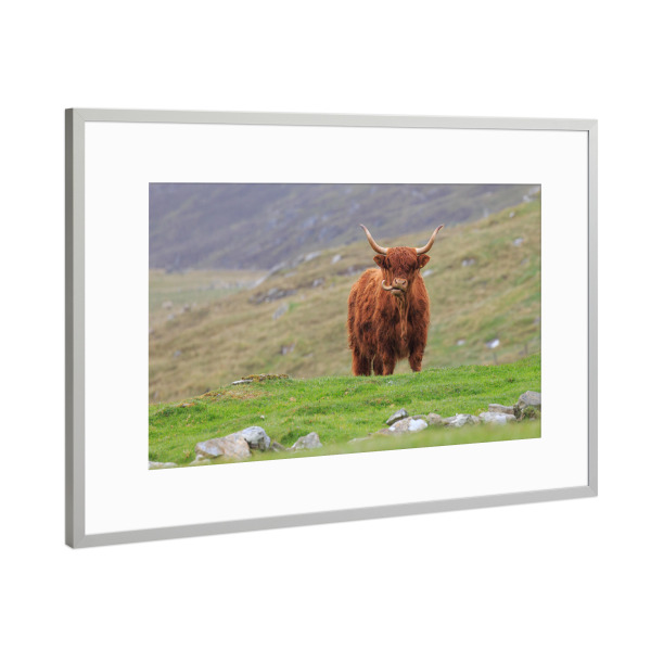 Poster mit Rahmen Silber "Hochlandrind auf Unst" artboxONE - Natur,Tiere - Hochlandrind,Kuh,Schottland,Highland cattle,Natur