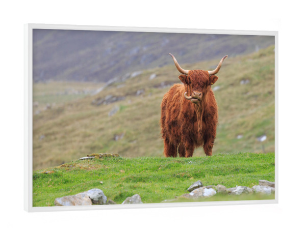 Poster mit weißem Rahmen "Hochlandrind auf Unst" artboxONE - Natur,Tiere - Hochlandrind,Kuh,Schottland,Highland cattle,Natur