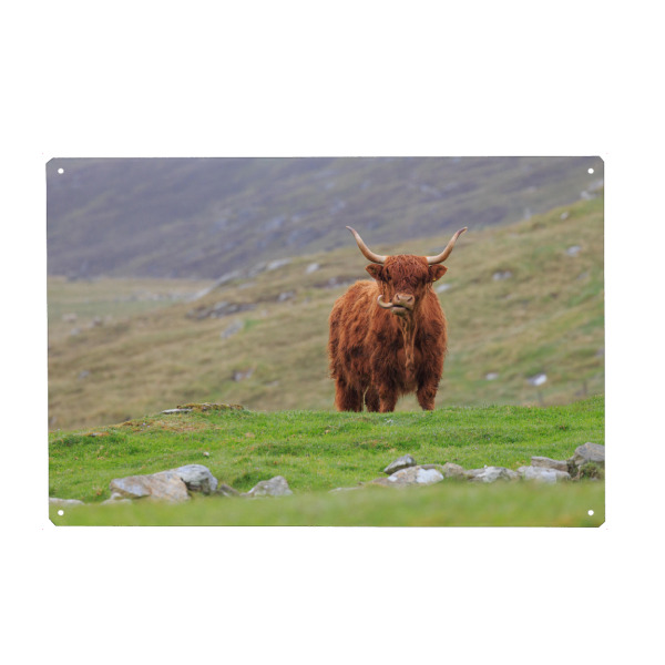 Metall Poster "Hochlandrind auf Unst" artboxONE - Natur,Tiere - Hochlandrind,Kuh,Schottland,Highland cattle,Natur - Blechschild