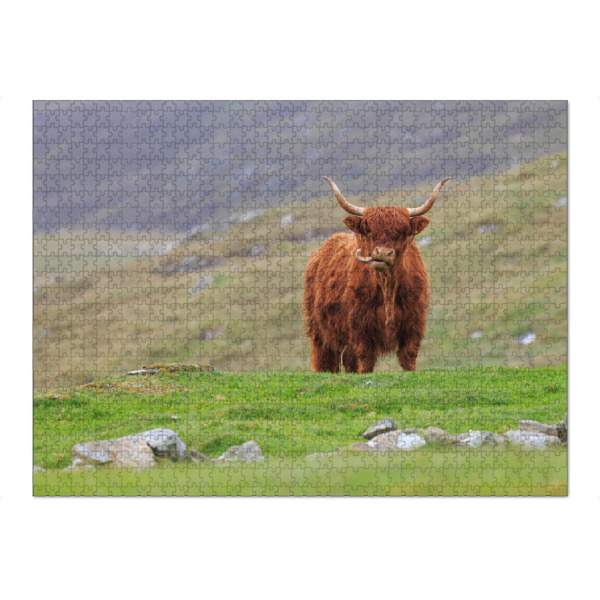 Puzzle Ravensburger "Hochlandrind auf Unst" artboxONE - Natur,Tiere - Hochlandrind,Kuh,Schottland,Highland cattle,Natur - Bild hochlandrind