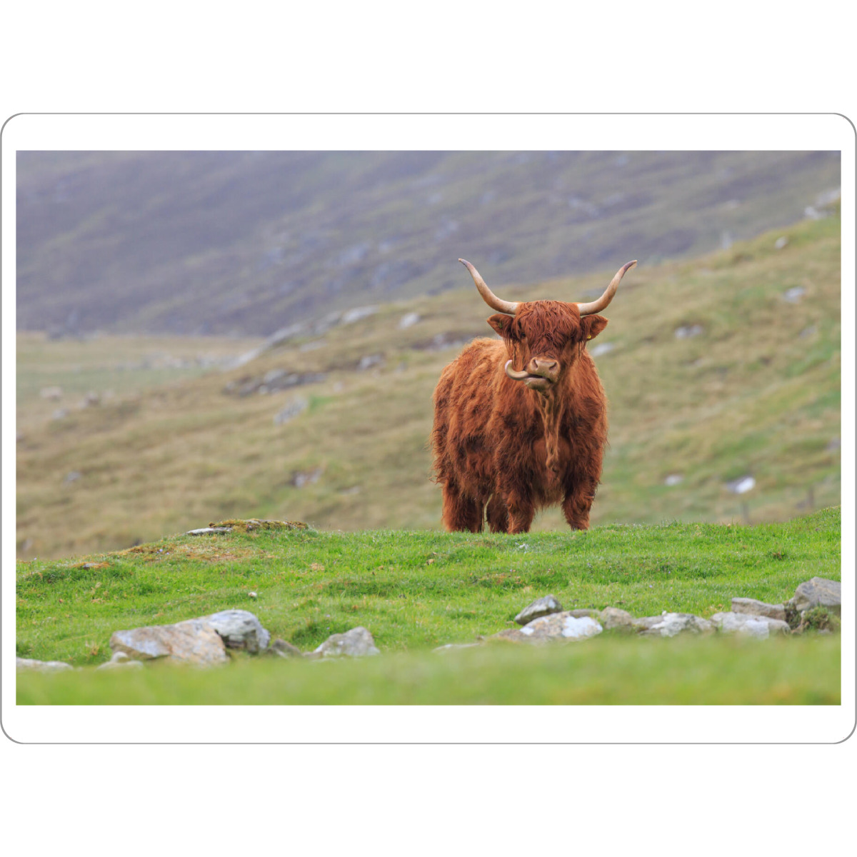 Tischset "Hochlandrind auf Unst" artboxONE - Natur,Tiere - Hochlandrind,Kuh,Schottland,Highland cattle,Natur - Bild hochlandrind