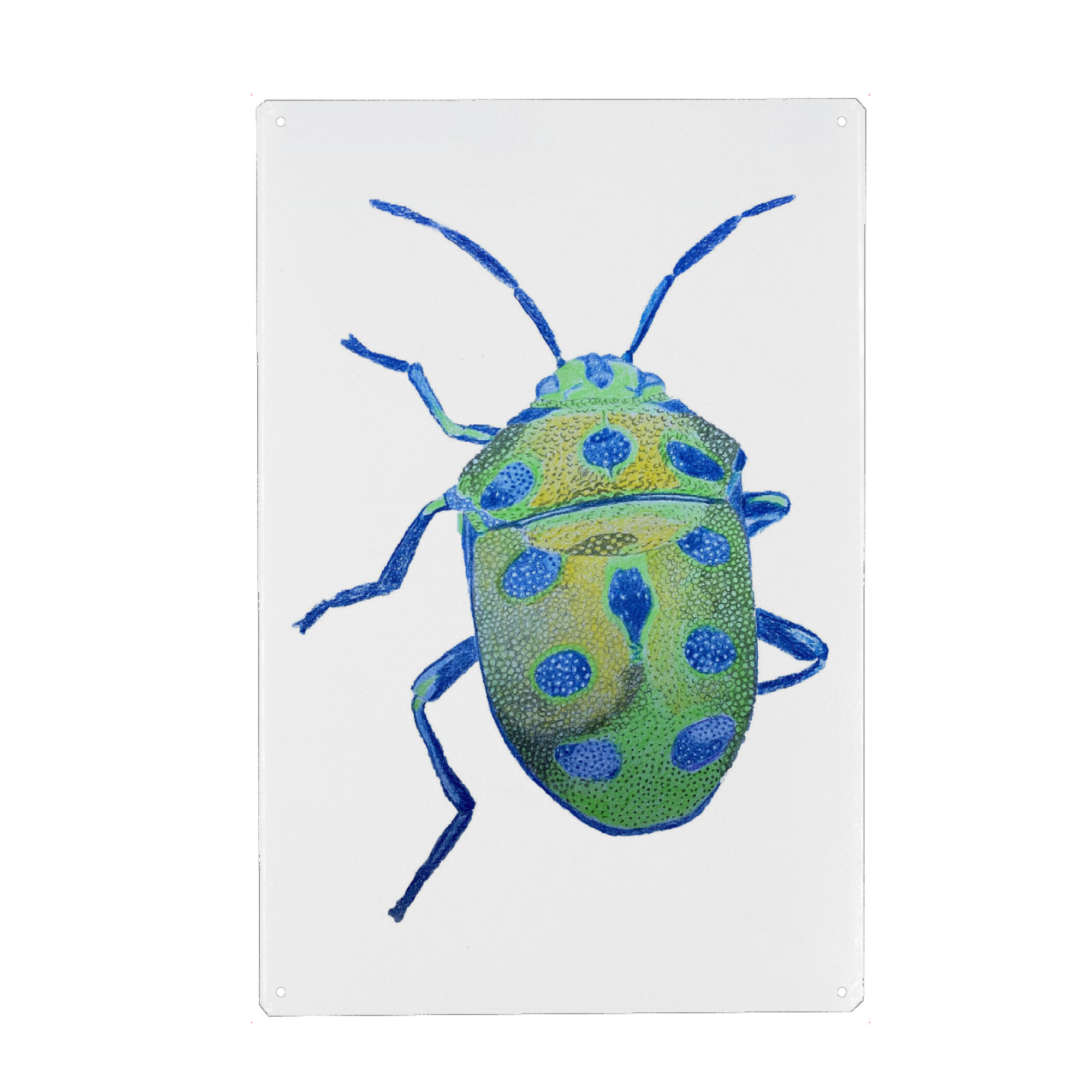 Metall Poster "Grünblauer Käfer" artboxONE - Tiere - Tier,Beetle,Illustration,Animal,Tierportrait,Käfer - Blechschild