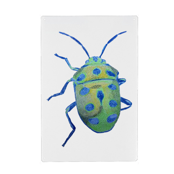 Metall Poster "Grünblauer Käfer" artboxONE - Tiere - Tier,Beetle,Illustration,Animal,Tierportrait,Käfer - Blechschild