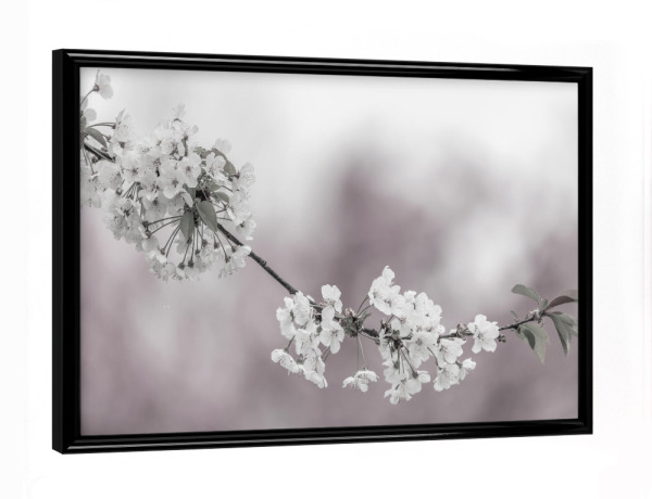 Poster mit schwarzem Rahmen "Zarte Kirschblüten in Nahaufnahme" artboxONE - Natur,Floral